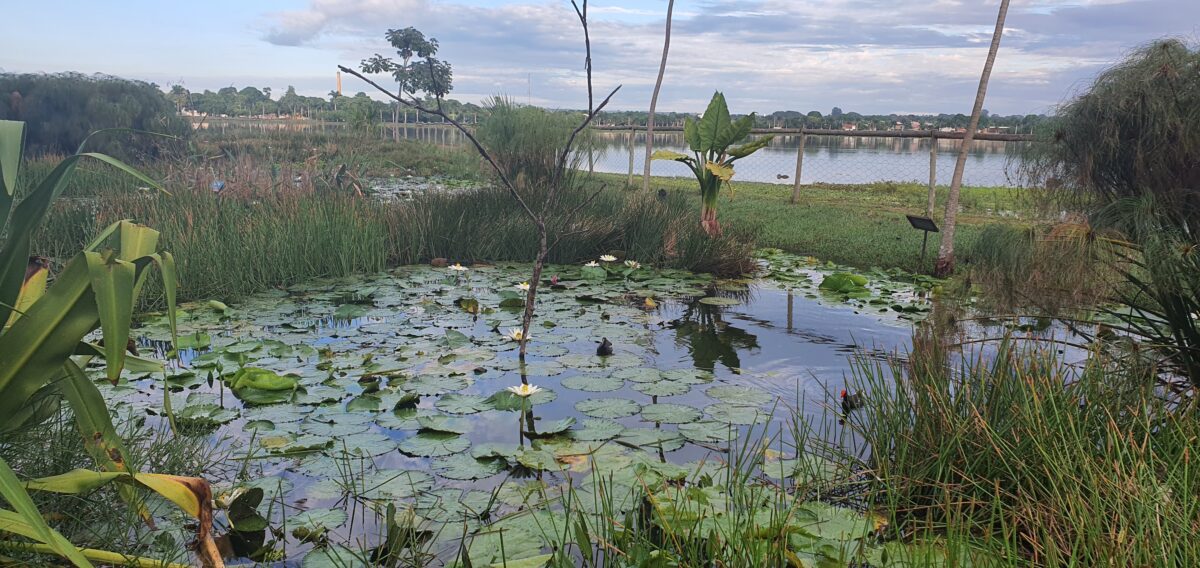 Última semana de março terá sol, pancadas de chuva e nova frente fria em MS