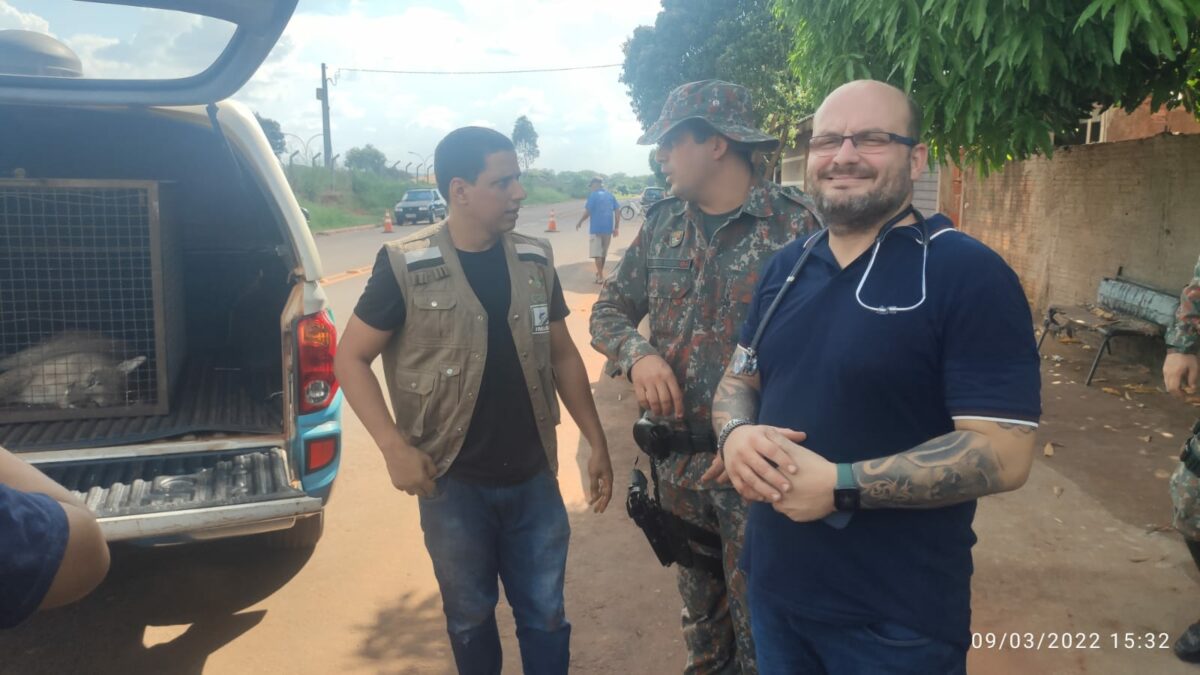 Onça parda mobiliza forças policiais, Corpo de Bombeiros por mais de 8 horas de Bataguassu