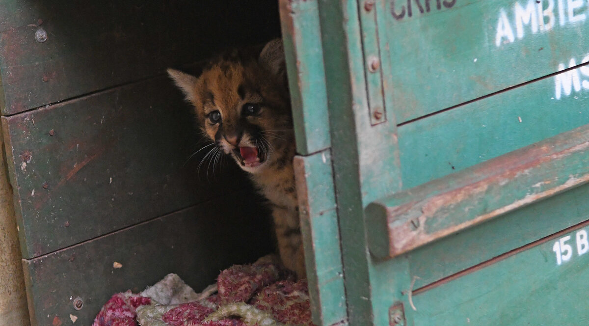 Obra do primeiro hospital especializado em animais silvestres do mundo está mais de 50% concluída