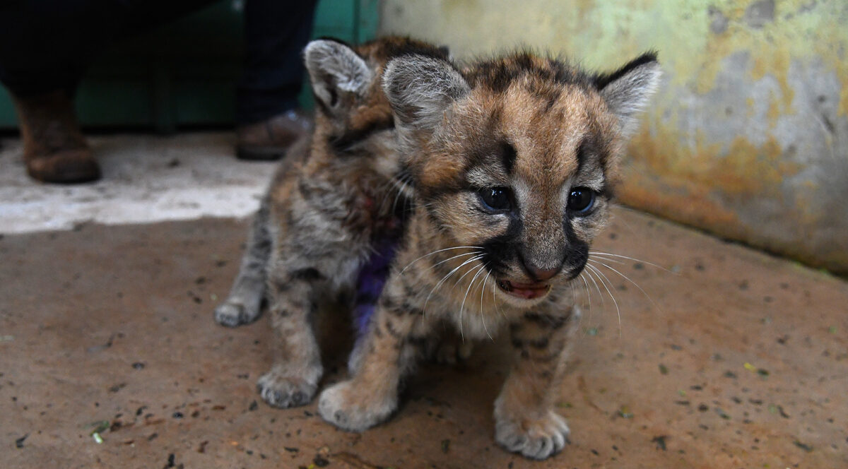 Obra do primeiro hospital especializado em animais silvestres do mundo está mais de 50% concluída