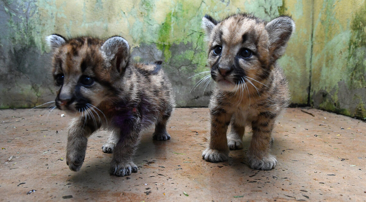 Obra do primeiro hospital especializado em animais silvestres do mundo está mais de 50% concluída