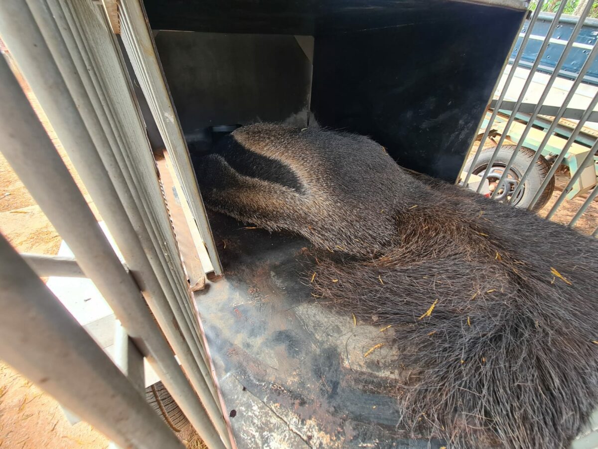 Em menos de 24 horas, PMA resgata tamanduá-bandeira e lobo-guará atropelados em Três Lagoas