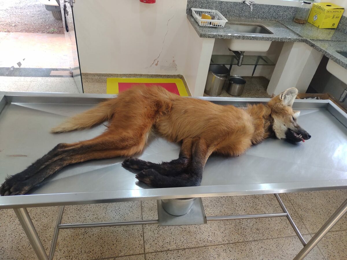 Em menos de 24 horas, PMA resgata tamanduá-bandeira e lobo-guará atropelados em Três Lagoas