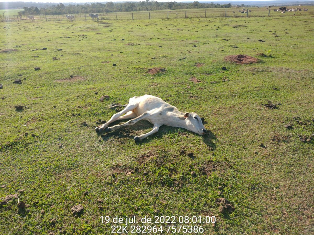 Em Anaurilândia, pecuarista é multado em R$ 8 mil por deixar gado morrer de fome