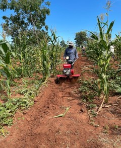 Suzano e UNESP incentivam implantação do Sistema Agroflorestal em comunidades rurais de Selvíria