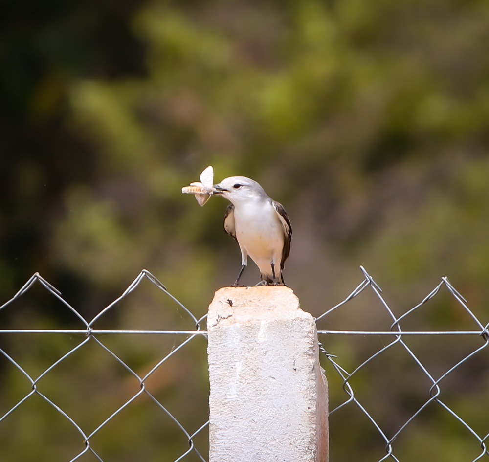 Pesquisadores classificam Parque do Pombo como referência em estrutura e preservação de espécies ameaçadas de extinção