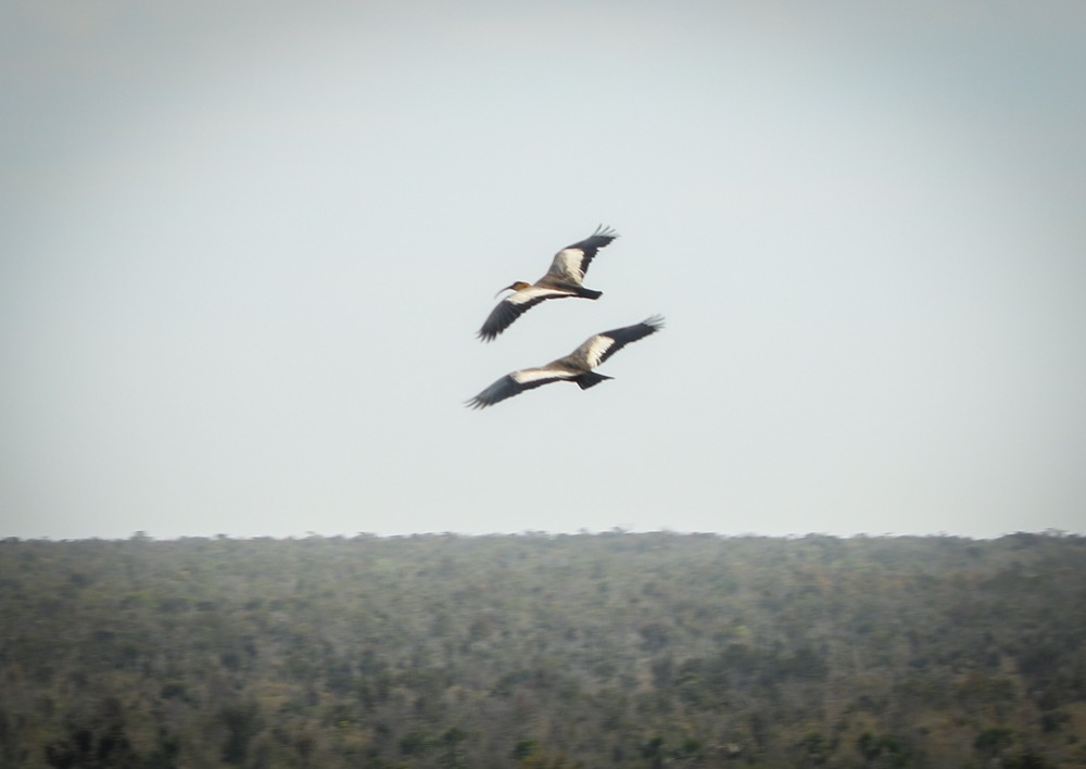 Pesquisadores classificam Parque do Pombo como referência em estrutura e preservação de espécies ameaçadas de extinção