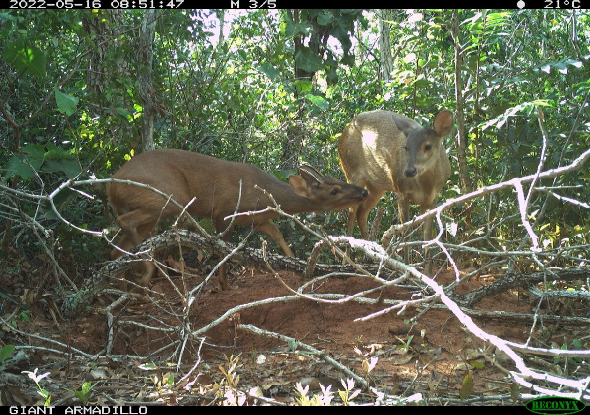 Pesquisadores classificam Parque do Pombo como referência em estrutura e preservação de espécies ameaçadas de extinção