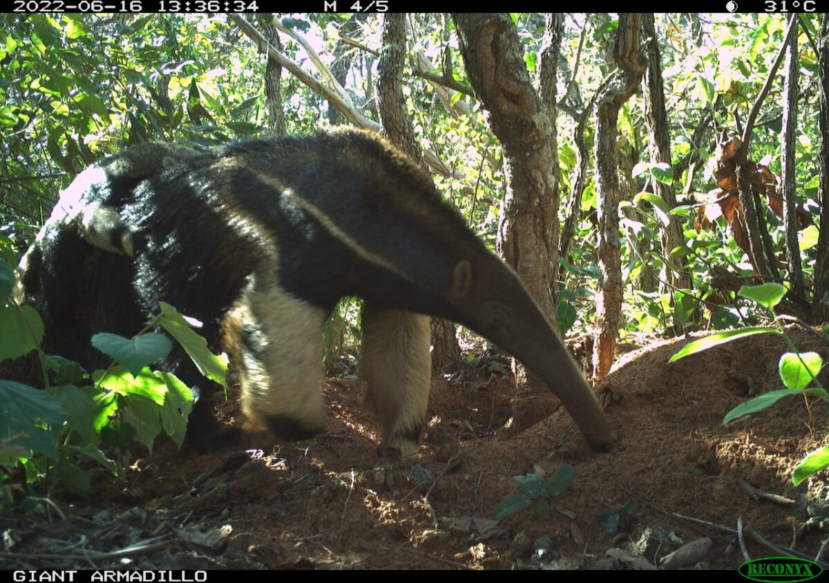 Pesquisadores classificam Parque do Pombo como referência em estrutura e preservação de espécies ameaçadas de extinção