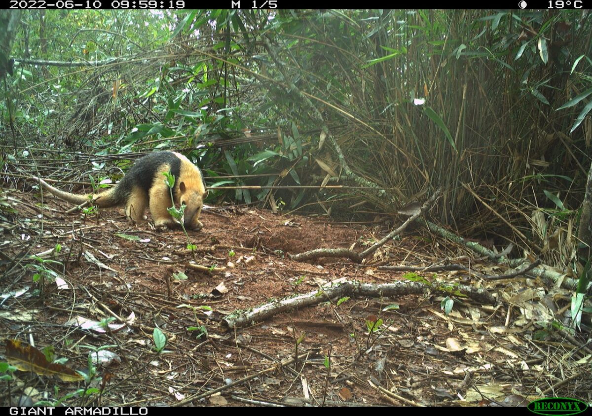 Pesquisadores classificam Parque do Pombo como referência em estrutura e preservação de espécies ameaçadas de extinção