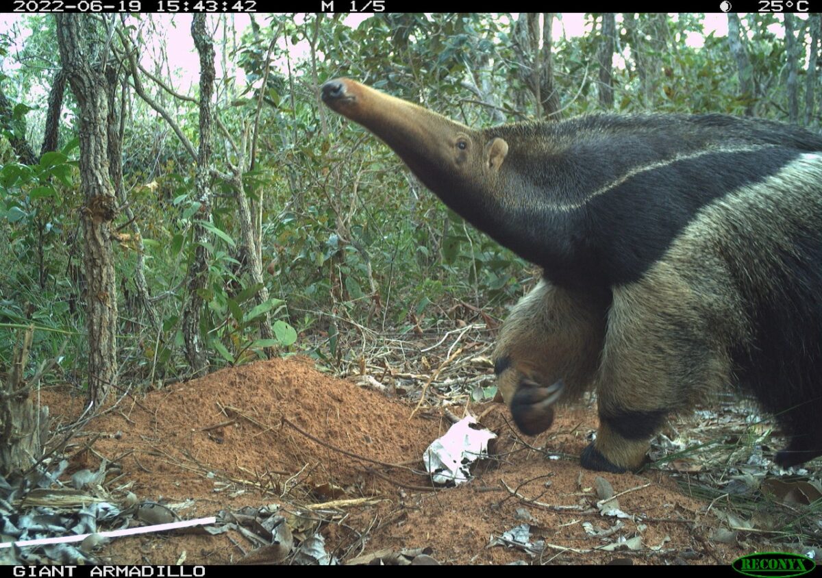 Pesquisadores classificam Parque do Pombo como referência em estrutura e preservação de espécies ameaçadas de extinção