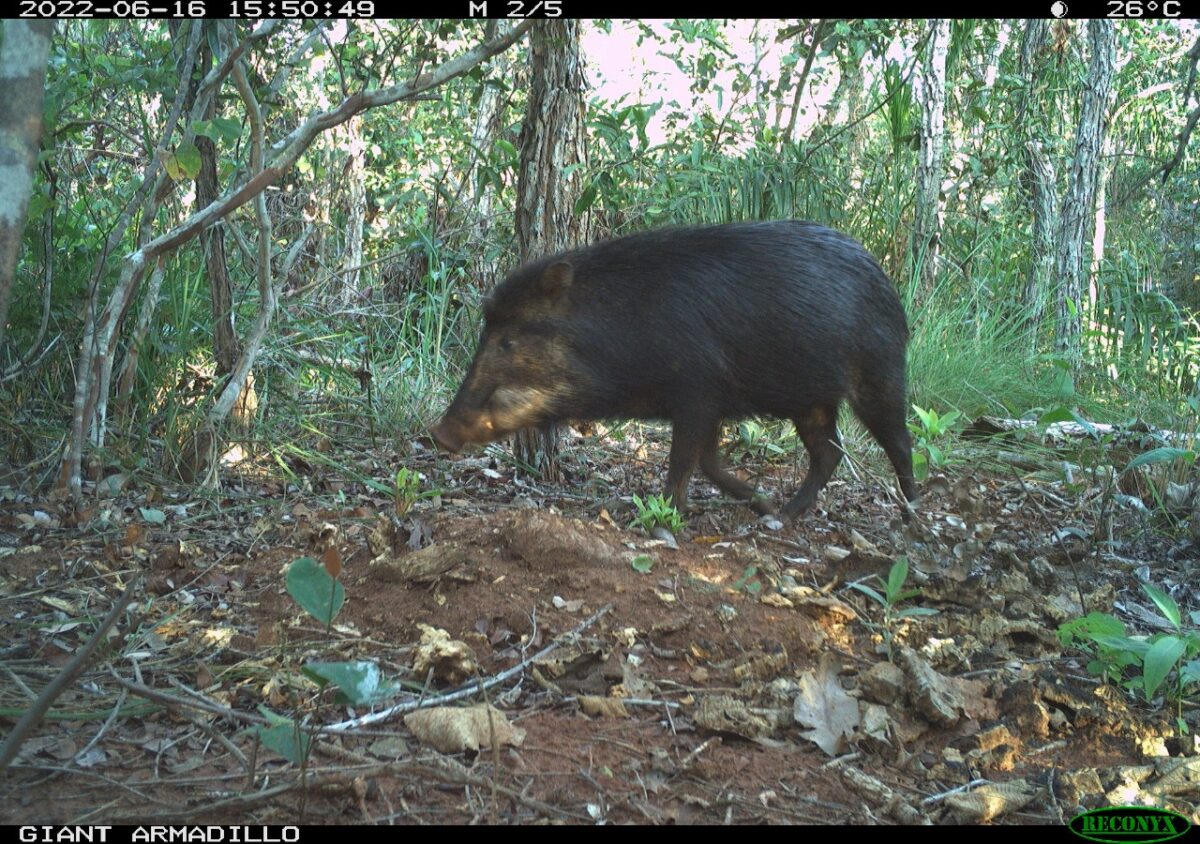 Pesquisadores classificam Parque do Pombo como referência em estrutura e preservação de espécies ameaçadas de extinção