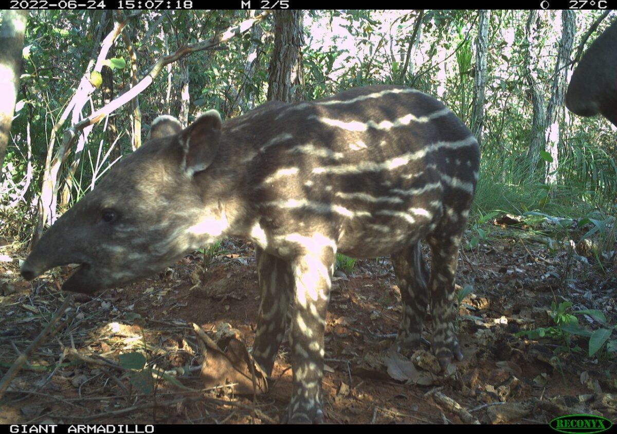 Pesquisadores classificam Parque do Pombo como referência em estrutura e preservação de espécies ameaçadas de extinção