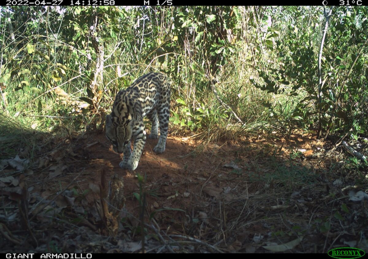 Pesquisadores classificam Parque do Pombo como referência em estrutura e preservação de espécies ameaçadas de extinção