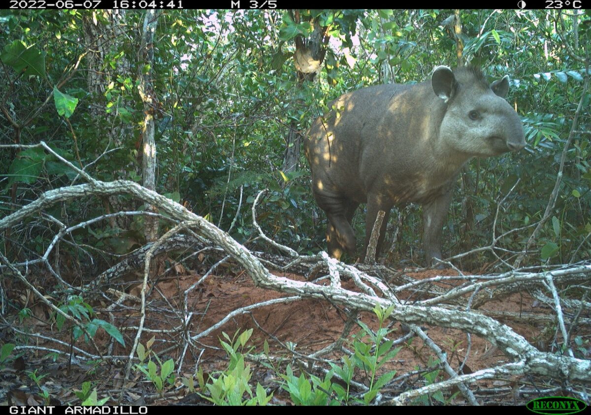 Pesquisadores classificam Parque do Pombo como referência em estrutura e preservação de espécies ameaçadas de extinção