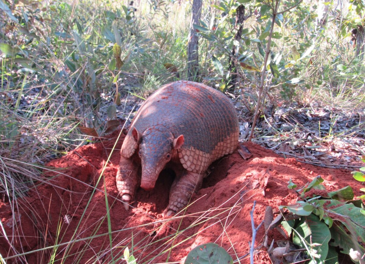 Pesquisadores classificam Parque do Pombo como referência em estrutura e preservação de espécies ameaçadas de extinção