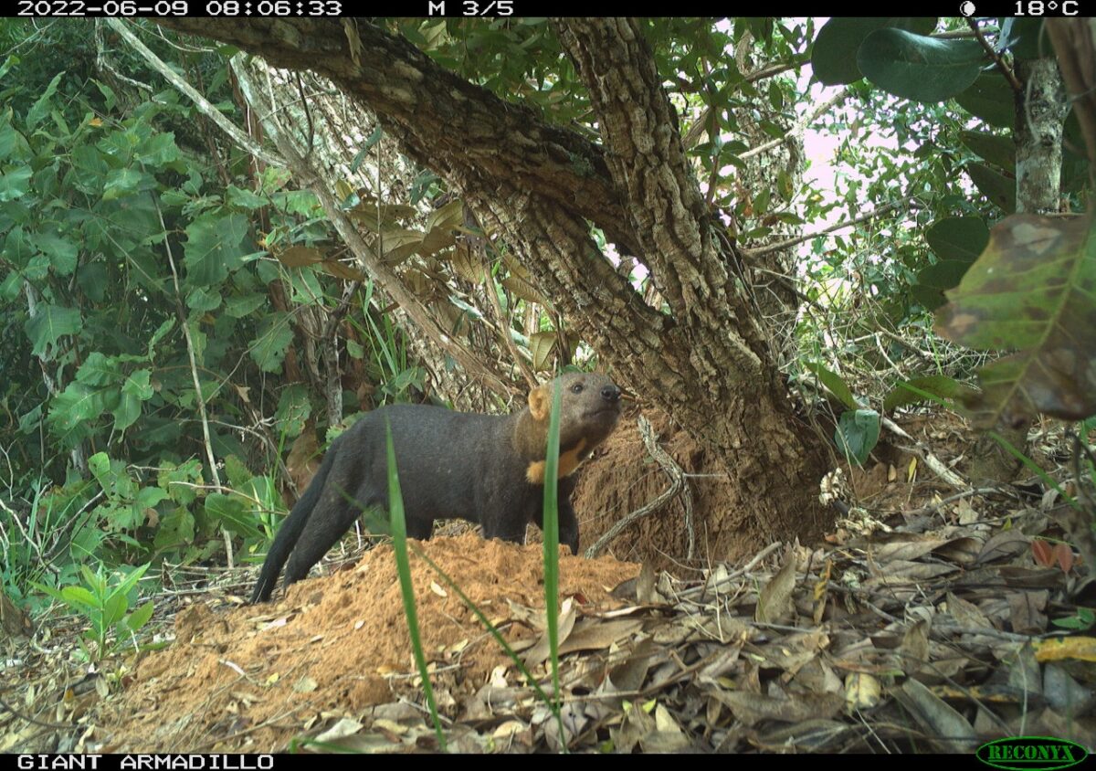 Pesquisadores classificam Parque do Pombo como referência em estrutura e preservação de espécies ameaçadas de extinção