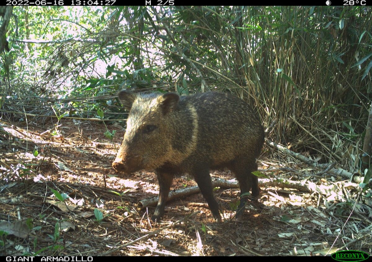 Pesquisadores classificam Parque do Pombo como referência em estrutura e preservação de espécies ameaçadas de extinção