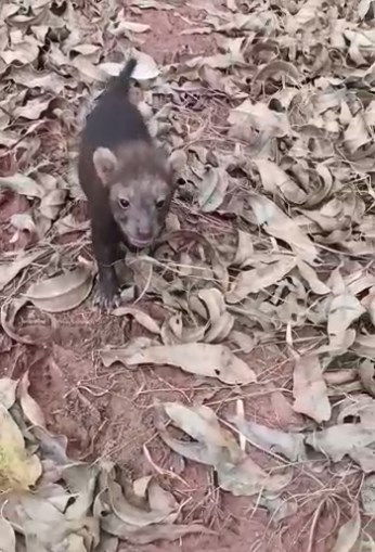Filhotes de cachorro-vinagre são filmados em floresta de Mato Grosso do Sul
