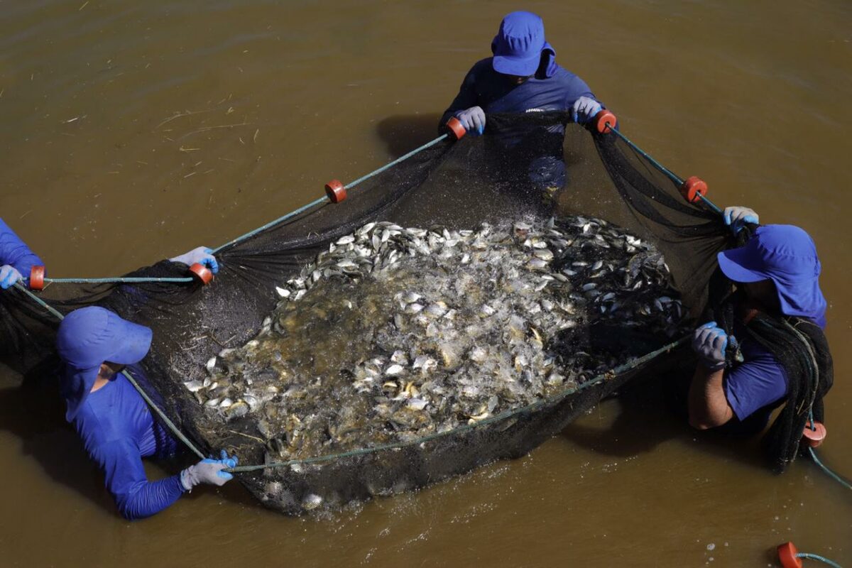 <strong>CTG Brasil solta mais de 2,1 milhões de peixes no rio Paraná</strong>