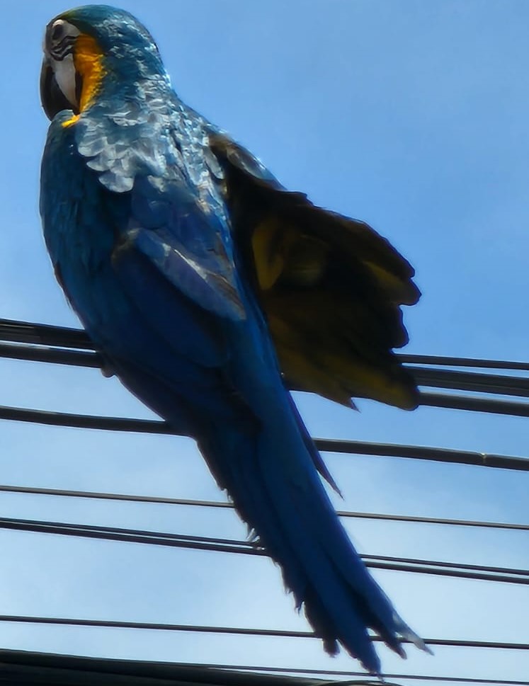 Arara fica presa em fio de telefone e é resgatada após chamado do Perfil News