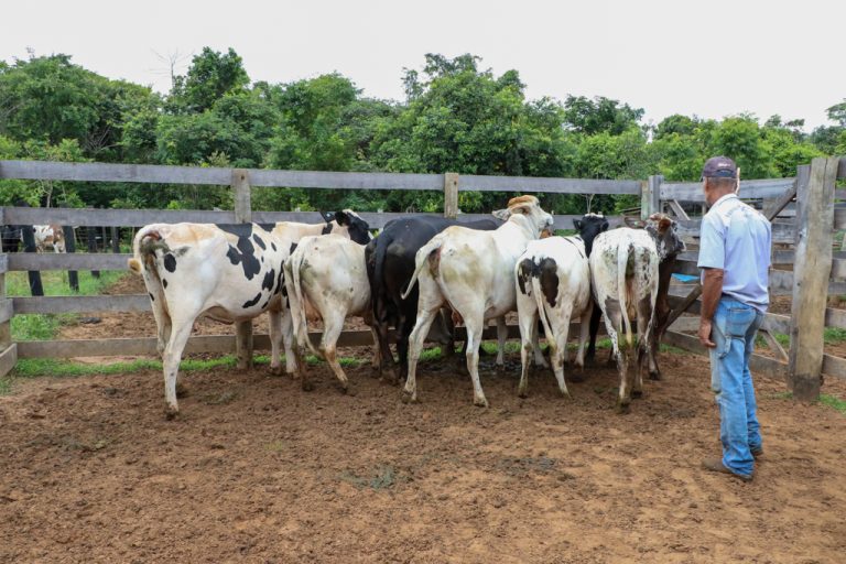 Programa “Amigos do Campo” auxilia criador de pequeno rebanho no diagnóstico de vacas prenhas