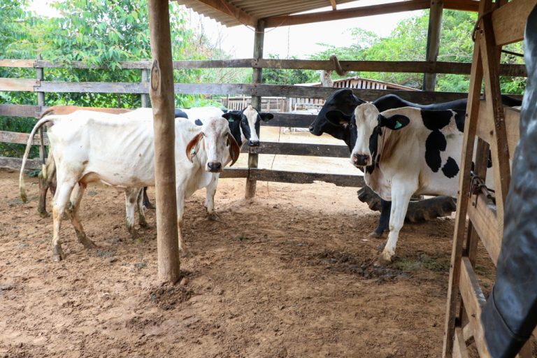 Programa “Amigos do Campo” auxilia criador de pequeno rebanho no diagnóstico de vacas prenhas