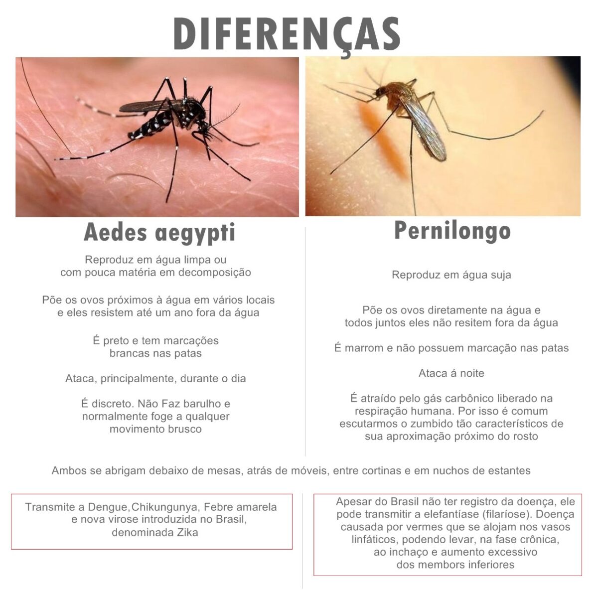 Qual a diferença entre pernilongo e mosquito da dengue?