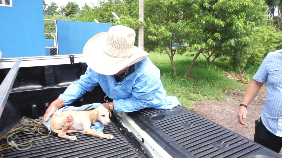 Prefeito de Três Lagoas é exemplo de defesa animal e resgata cão abandonado em rodovia