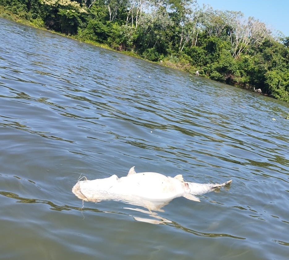 Mortandade de peixes nos rios de Três Lagoas já abala turismo da cidade