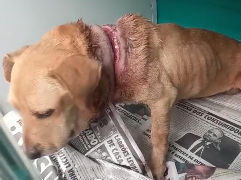 Corda quase decepa pescoço de uma cachorra que sofria maus-tratos em Costa Rica