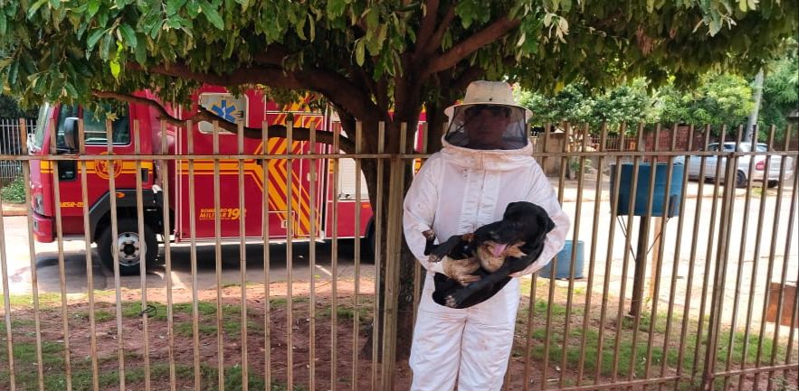 Ataques de abelhas podem ser evitados com alguns cuidados, alerta Corpo de Bombeiros