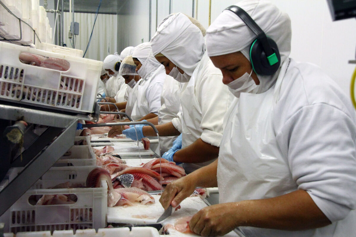 Segundo maior exportador de tilápias, MS foca na piscicultura para ampliar rol de proteínas animais