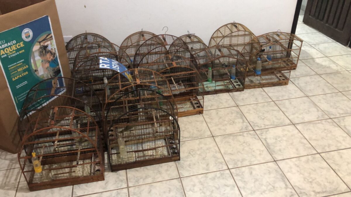 PMA de Aparecida do Taboado prende e autua infrator em R$ 7,5 mil por manter 15 pássaros silvestres ilegalmente em cativeiro