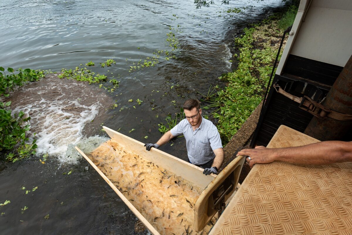 CTG Brasil solta 250 mil peixes no rio Paraná