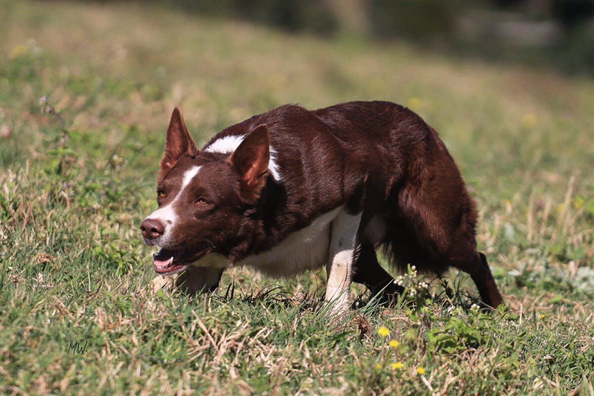 Criadores de cães Border Collie de Pastoreio promovem leilão para angariar fundos e competir na "Copa do Mundo" da raça, no Reino Unido