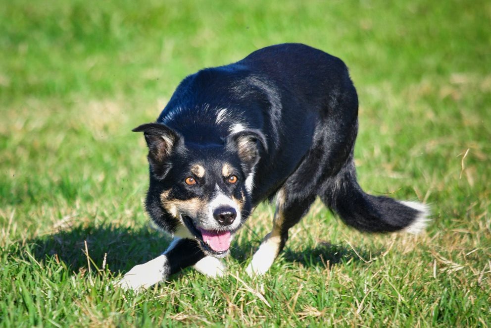 Criadores de cães Border Collie de Pastoreio promovem leilão para angariar fundos e competir na "Copa do Mundo" da raça, no Reino Unido