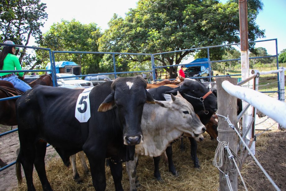 Ranch Sorting “Estância Rebucci” supera expectativas e atrai mais de 700 pessoas