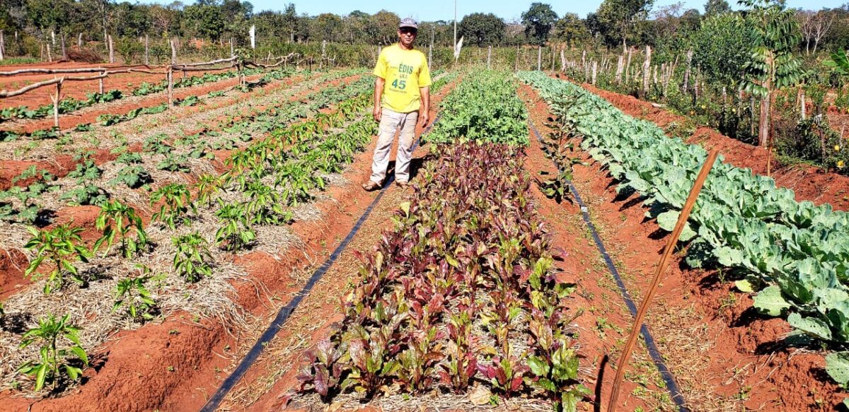 <strong>Suzano incentiva Integração Lavoura-Pecuária-Floresta na região leste de Mato Grosso do Sul</strong>