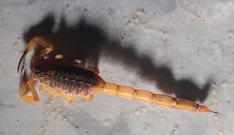 Com idoso e criança em casa, moradora de Três Lagoas faz apelo para se livrar de infestação de escorpiões