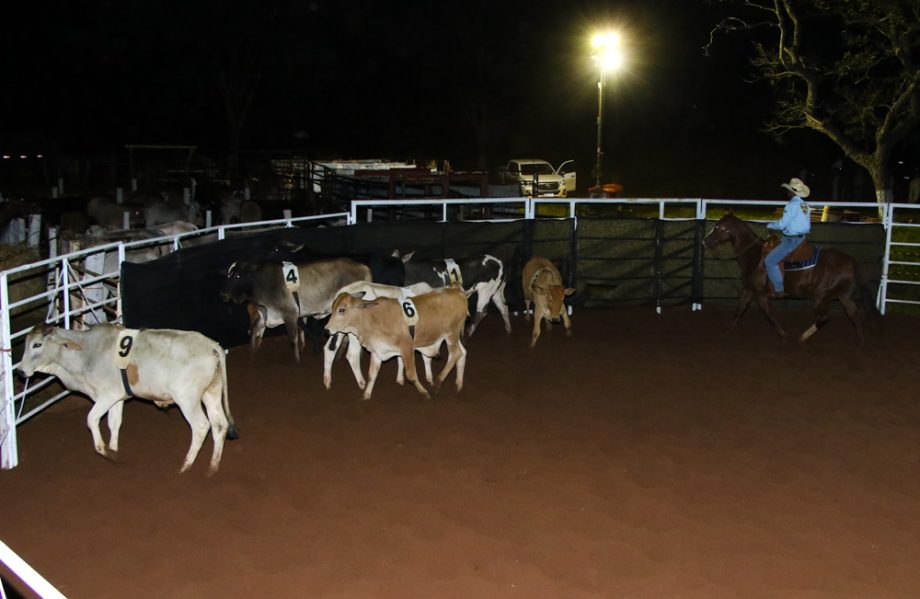 Competição de Ranch Sorting reuniu vários cowboys e cowgirls na Estância Boa Vista