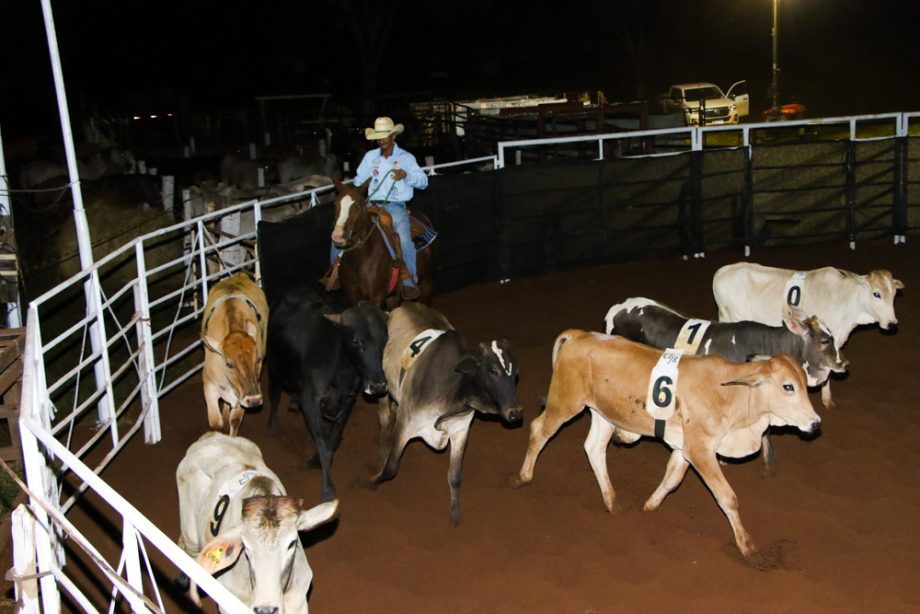 Competição de Ranch Sorting reuniu vários cowboys e cowgirls na Estância Boa Vista