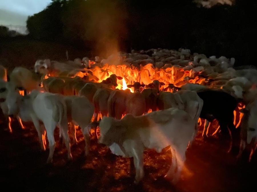 Pecuaristas de Nova Andradina e Batayporã amargam prejuízos com morte de gado provocada pela frente fria