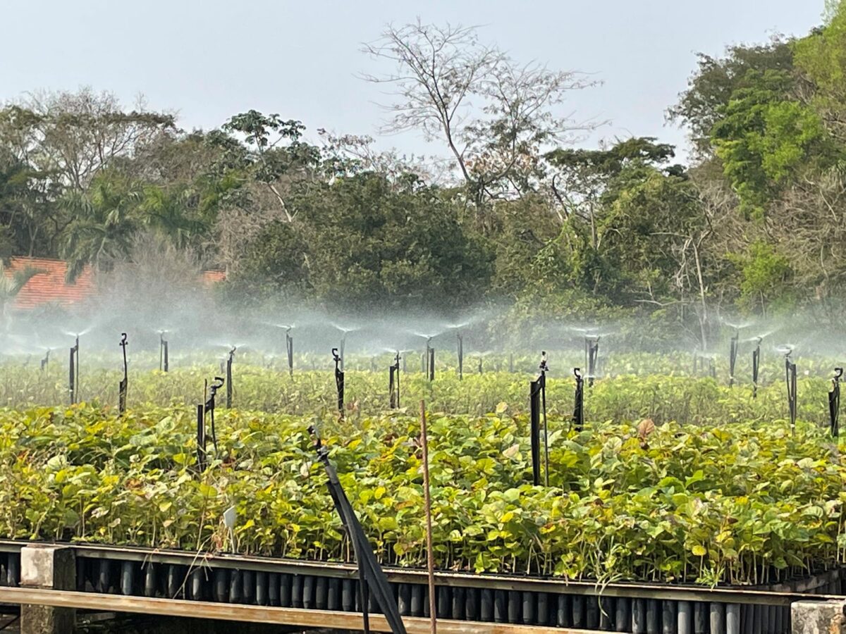 CESP adota uso de tubetes biodegradáveis no Horto Florestal de Porto Primavera