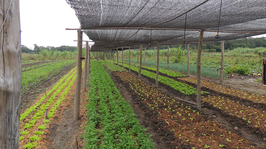 Projeto de produção agroecológica leva agricultores familiares à universidade para plantar ciência