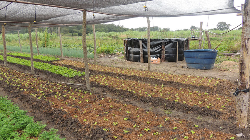 Projeto de produção agroecológica leva agricultores familiares à universidade para plantar ciência