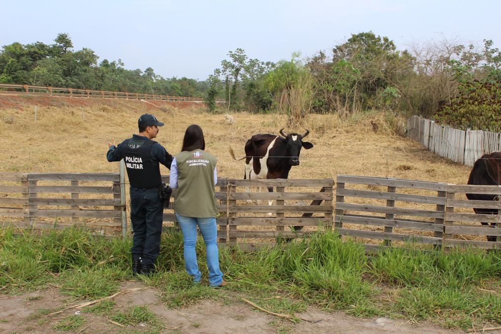 Animais vítimas de maus-tratos em Rancho de Três Lagoas são resgatados e dono aparece no local