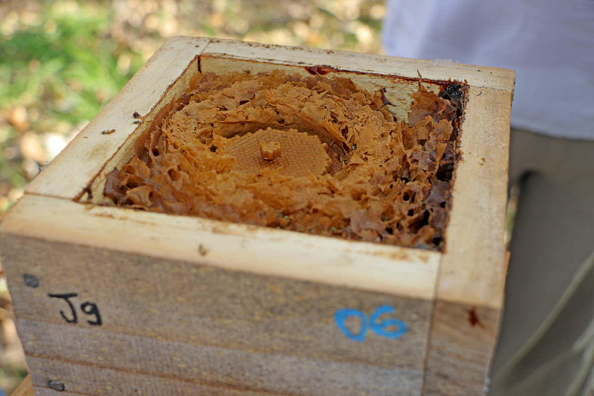 Prefeitura, COOPERAMS e Suzano lançam projeto de polinização com abelhas sem ferrão