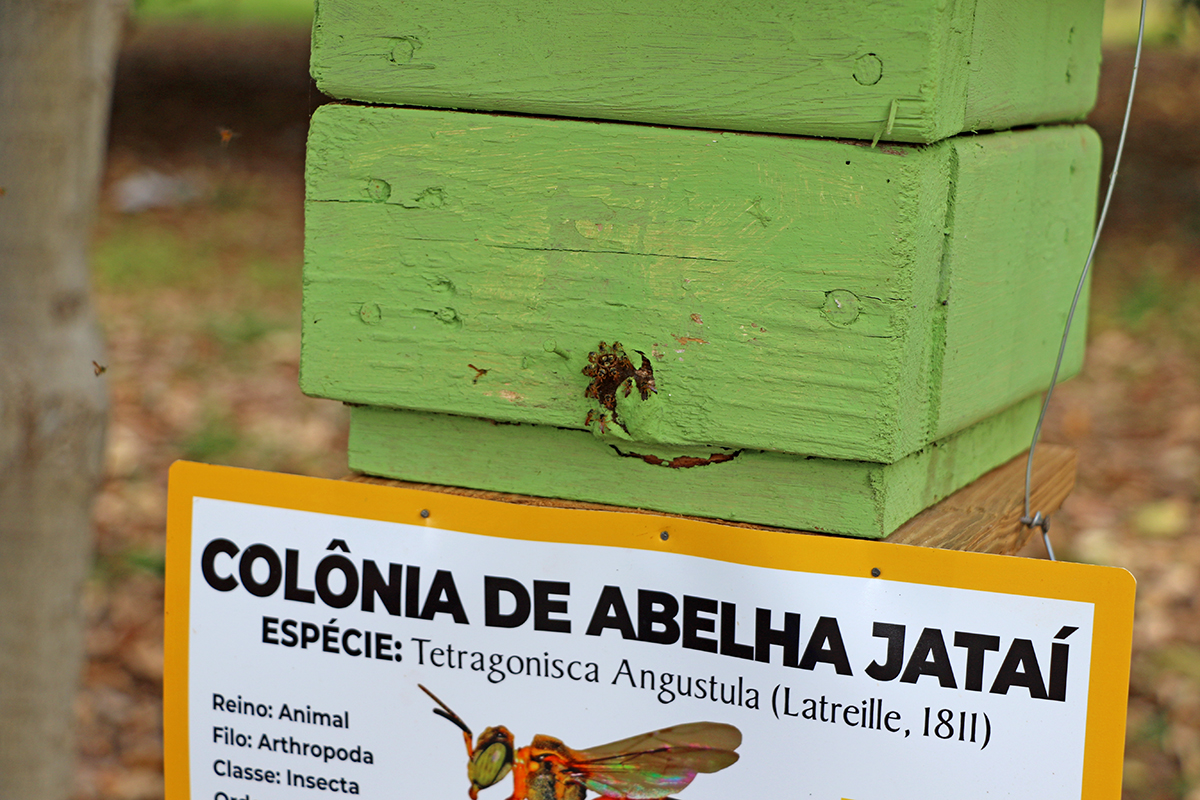 Prefeitura, COOPERAMS e Suzano lançam projeto de polinização com abelhas sem ferrão