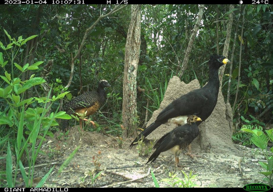 Monitoramento no Parque Natural do Pombo completa 1 ano e comemora registro de 69 animais silvestres, alguns raros na natureza